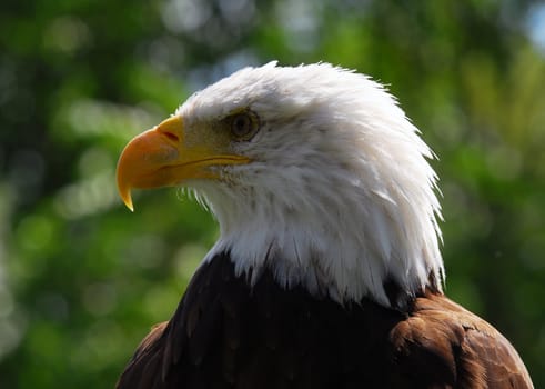 Portrait of an American Bald Eagle