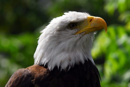 Portrait of an American Bald Eagle