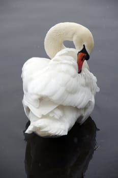 A swan on a lake in winter