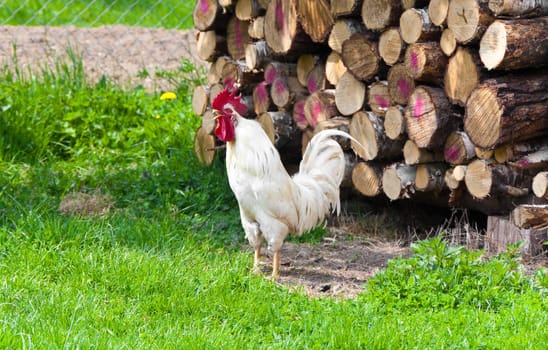 This image shows a white cock