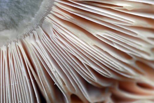 An extreme close-up of the bottom of a wild mushroom