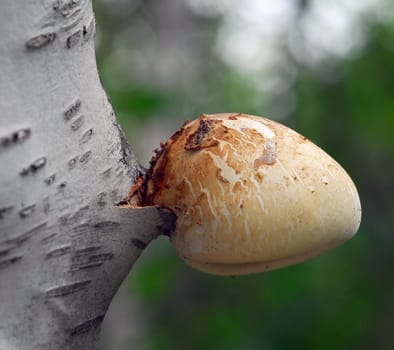 A close-up picture of a mushroom growing on a tree
