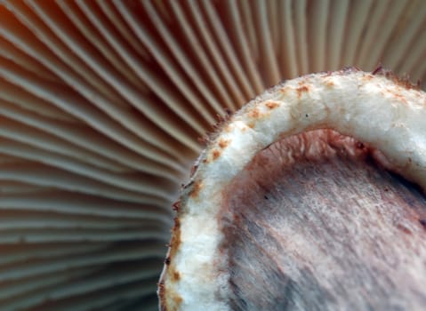 An extreme close-up of the bottom of a wild mushroom