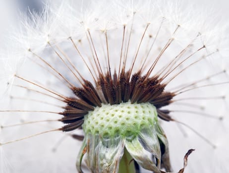 Extreme close-up of a dandelion in full bloom