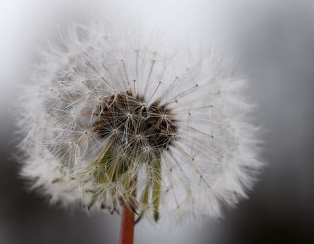 Extreme close-up of a dandelion in full bloom