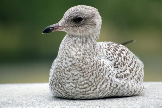 A close-up picture of a seagull