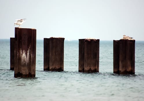 Ppicture of seagulls on steel post in a lake