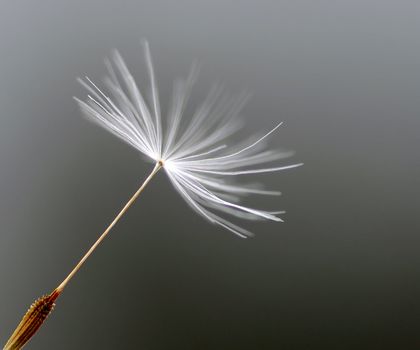 Extreme closeup of a single dandelions seed