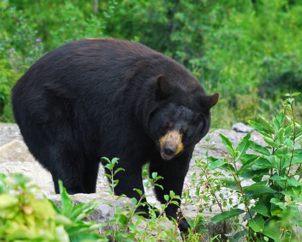 A black bear in it's natural environment