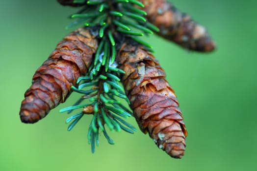 A close-up picture of some cones on their branch