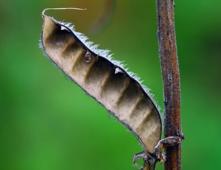 Close-up picture of an open seed pod