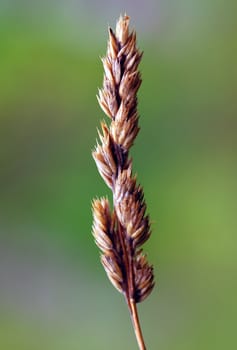 Close-up picture of some wheat