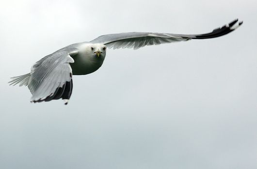 A picture of a seagull in flight against a white sky