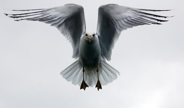 A picture of a seagull in flight against a white sky