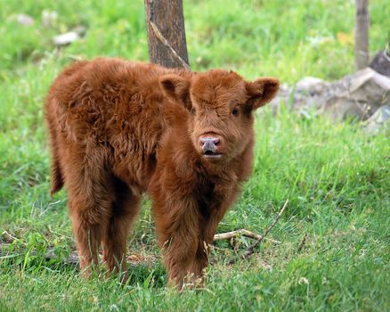 A portrait of a young brown beef