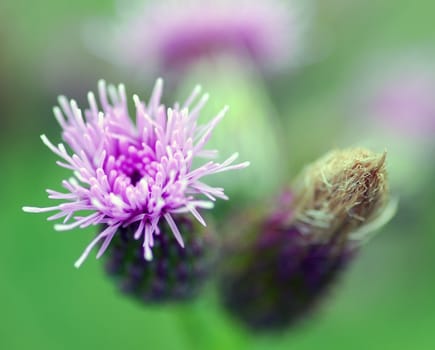 Macro of a pair of small flowers, one is open and the other is close