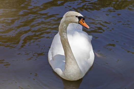 This image shows a portarit from a white swan