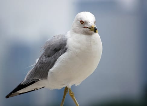 A close-up picture of a seagull walking