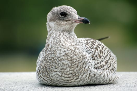 A close-up picture of a seagull