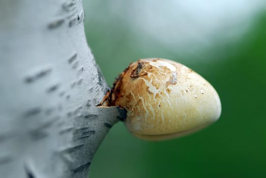 A close-up picture of a mushroom growing on a tree