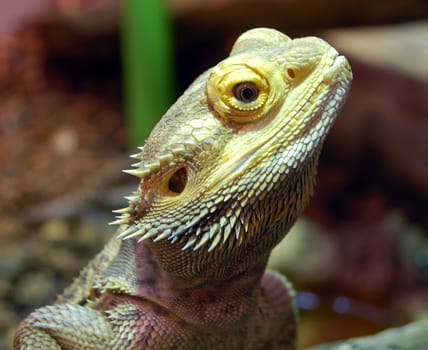 Close-up portrait of a water dragon lizard