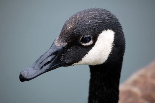 Portrait of a Canada Goose (Branta canadensis)