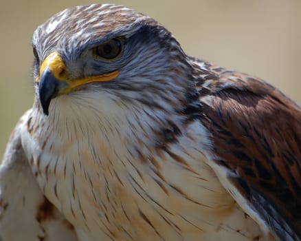 Close-up portrait of a Hawk with a tan backgroung