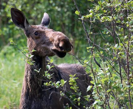 Portrait of a young moose eating