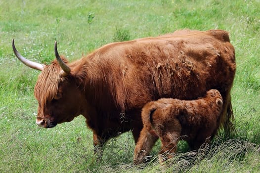 A portrait of a young brown beef with it's mother