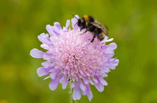 This image shows a bumblebee of a blossom