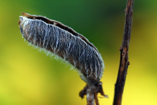 Close-up picture of an open seed pod