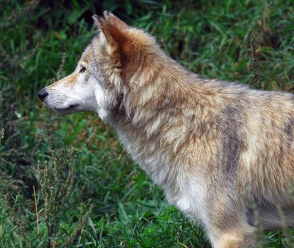 Close-up portrait of a wolf standing sideways