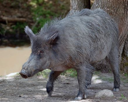 Picture of a young wild boar