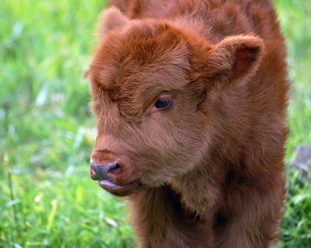 A portrait of a young brown beef