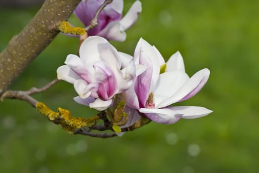 This image shows a macro from a magnolia