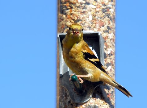 A picture of an American Goldfinch eating