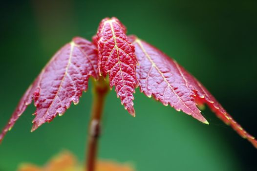 Close-up of a young and red maple leaf