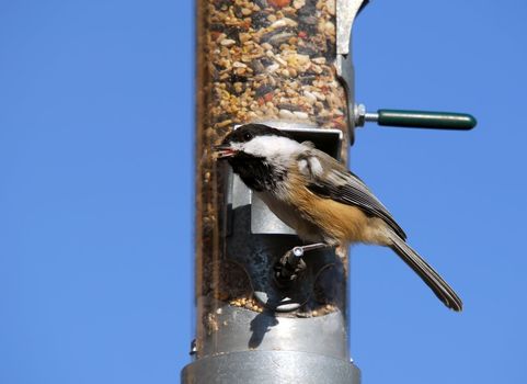 A picture of an Black-capped Chickadee eating on a feeder