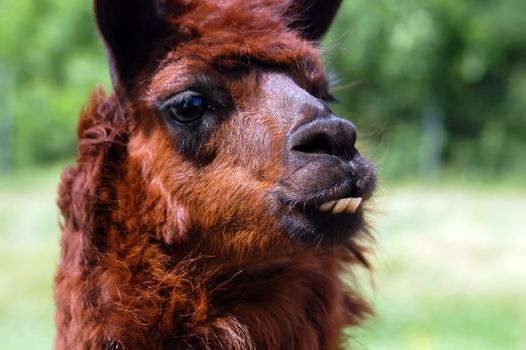 Close-up portrait of a brown Llama