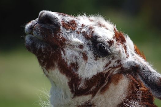 Close-up portrait of a brown and white Llama