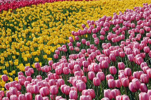 A field filled with colorful tulips
