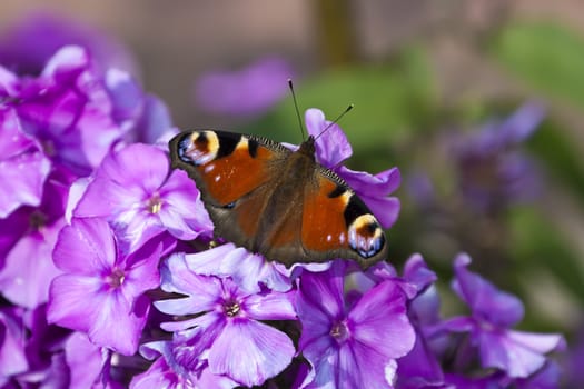 This image shows a macro from a peacock butterfly