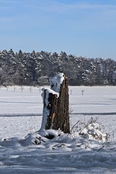 This image shows a snowcaped stump in winter