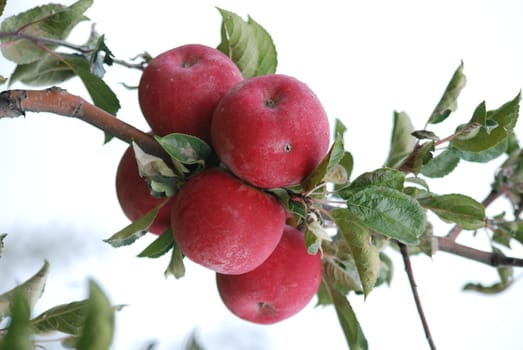 aplles on a tree