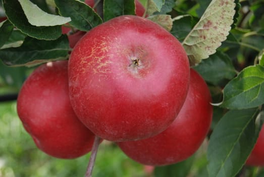 red apples on a tree