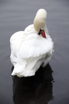 A swan on a lake in winter