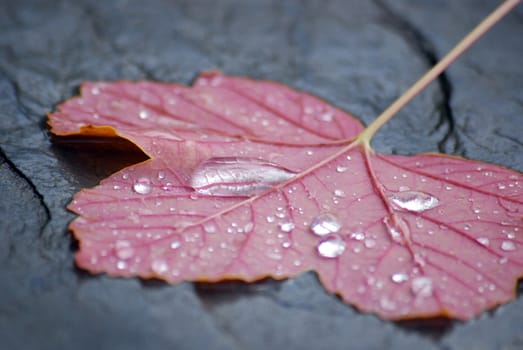 automn leaf
