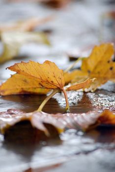 fallen automn leaves