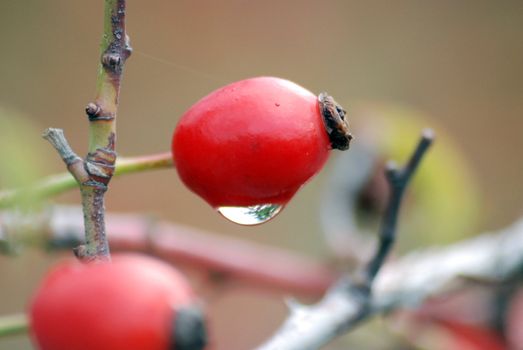 red berries