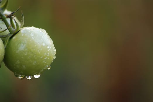 green tomato